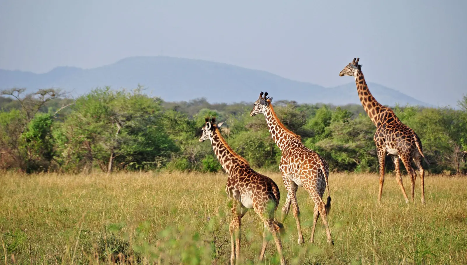 Giraffe