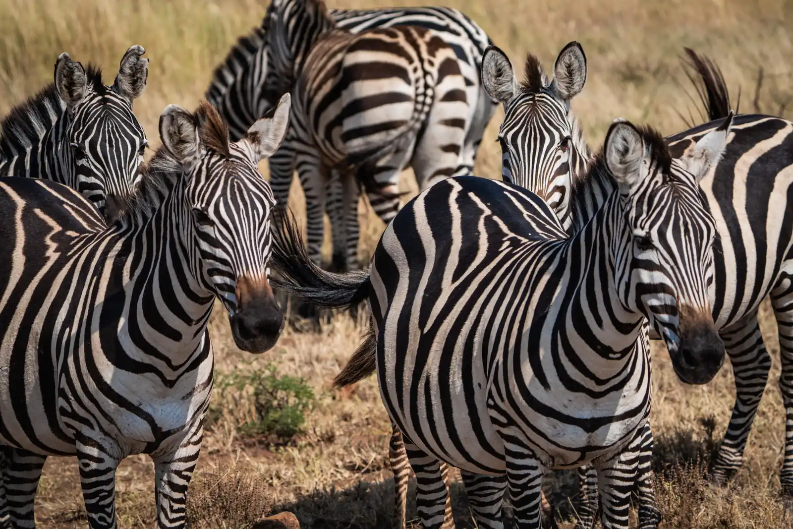 Zebras