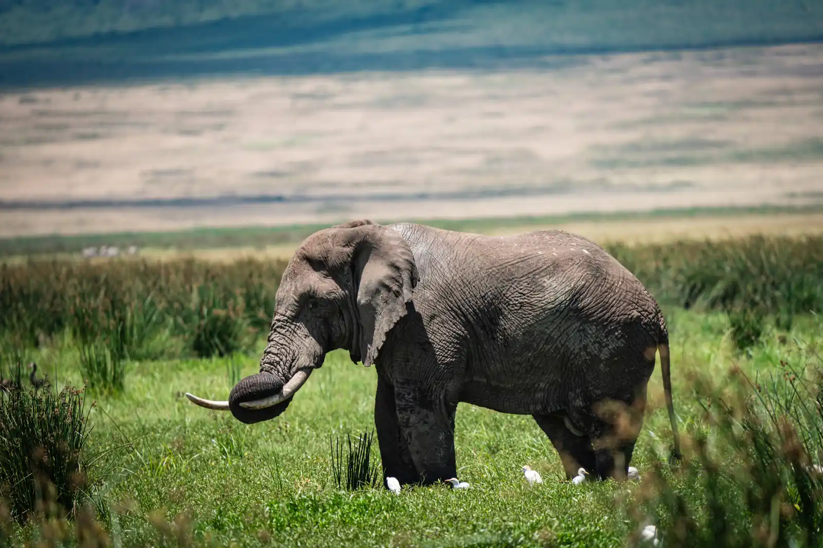Elephants