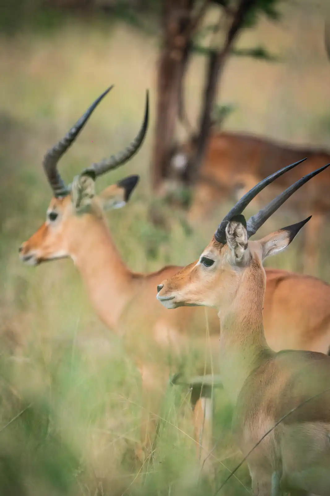 Impala