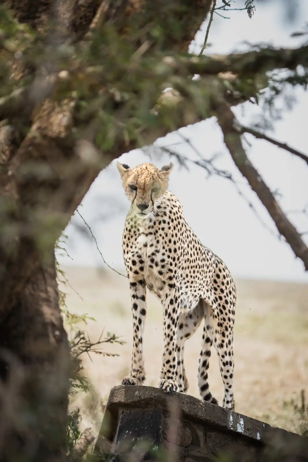 Cheetah