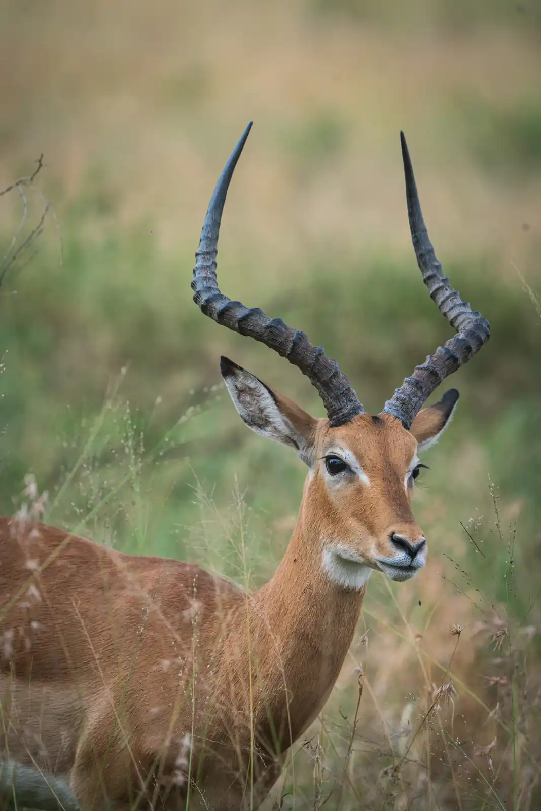 Impala
