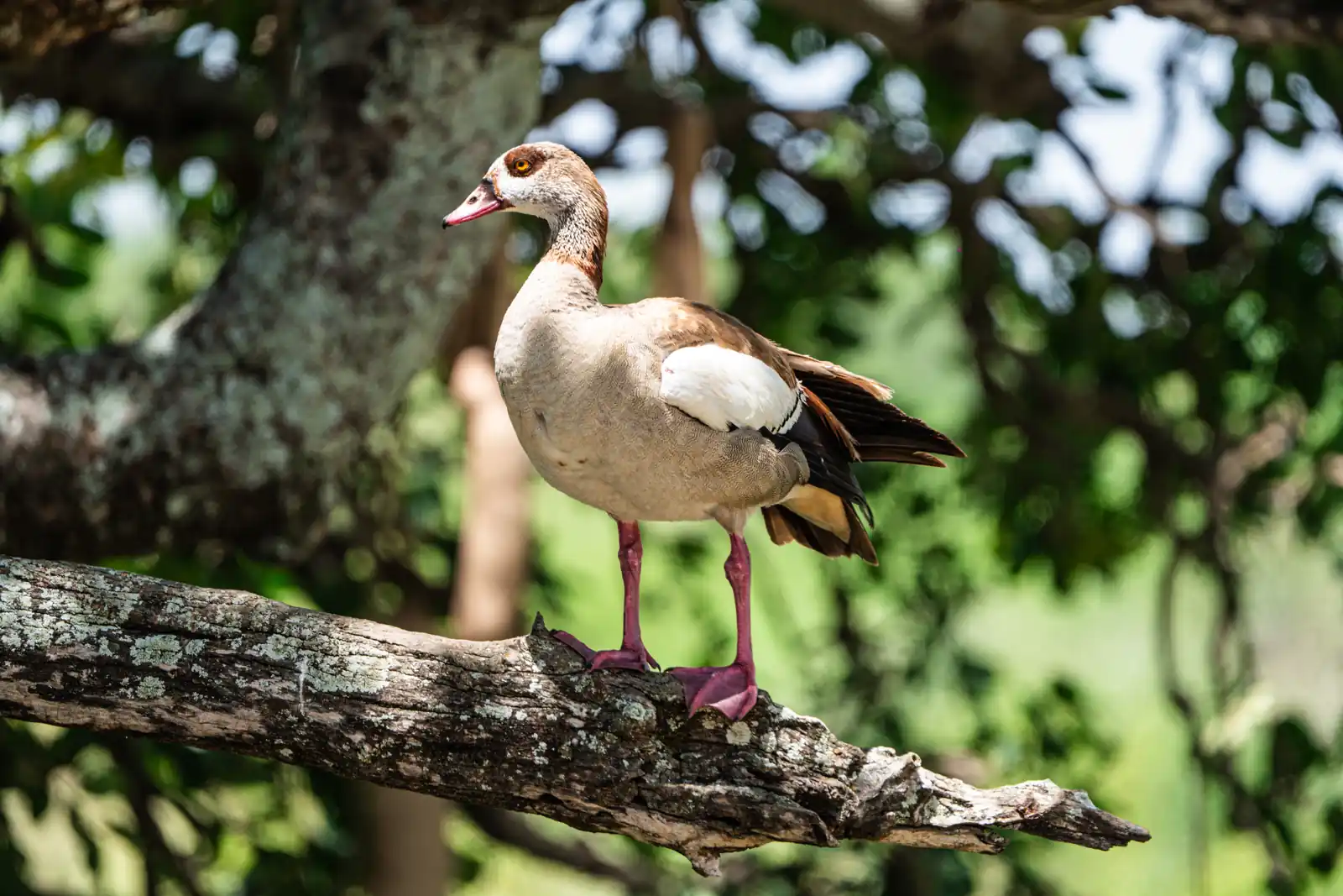 Egyptian Goose