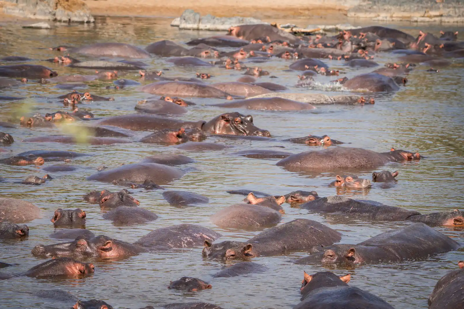 Hippopotamus