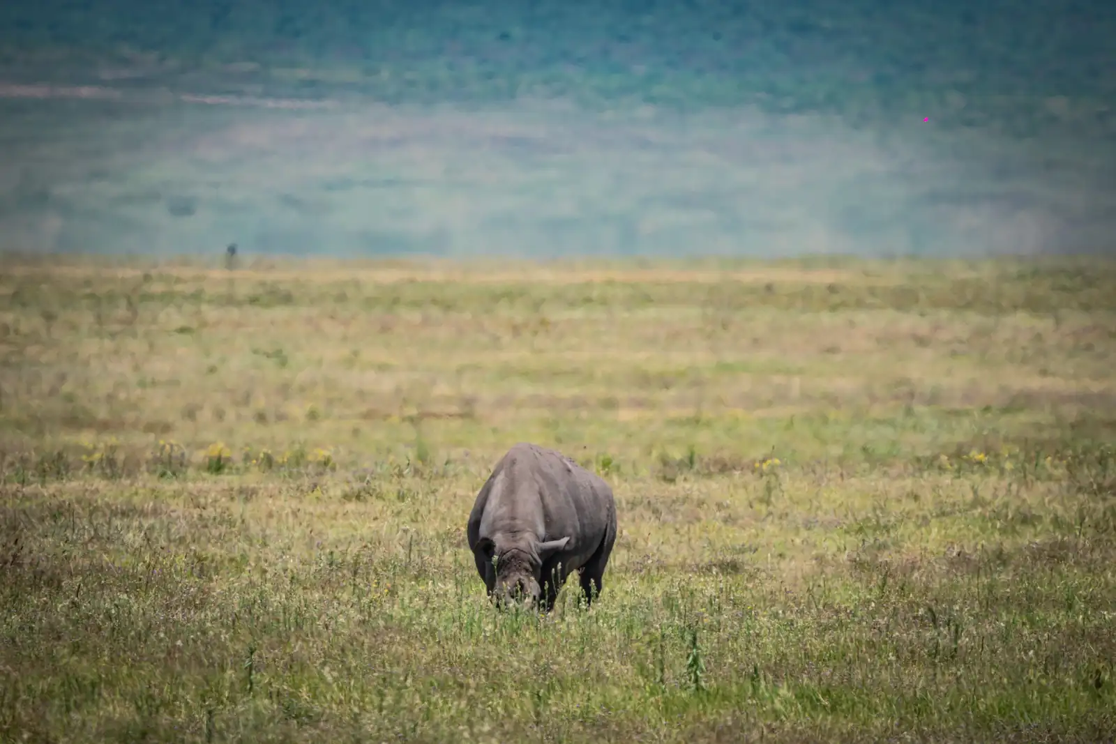 Rhino