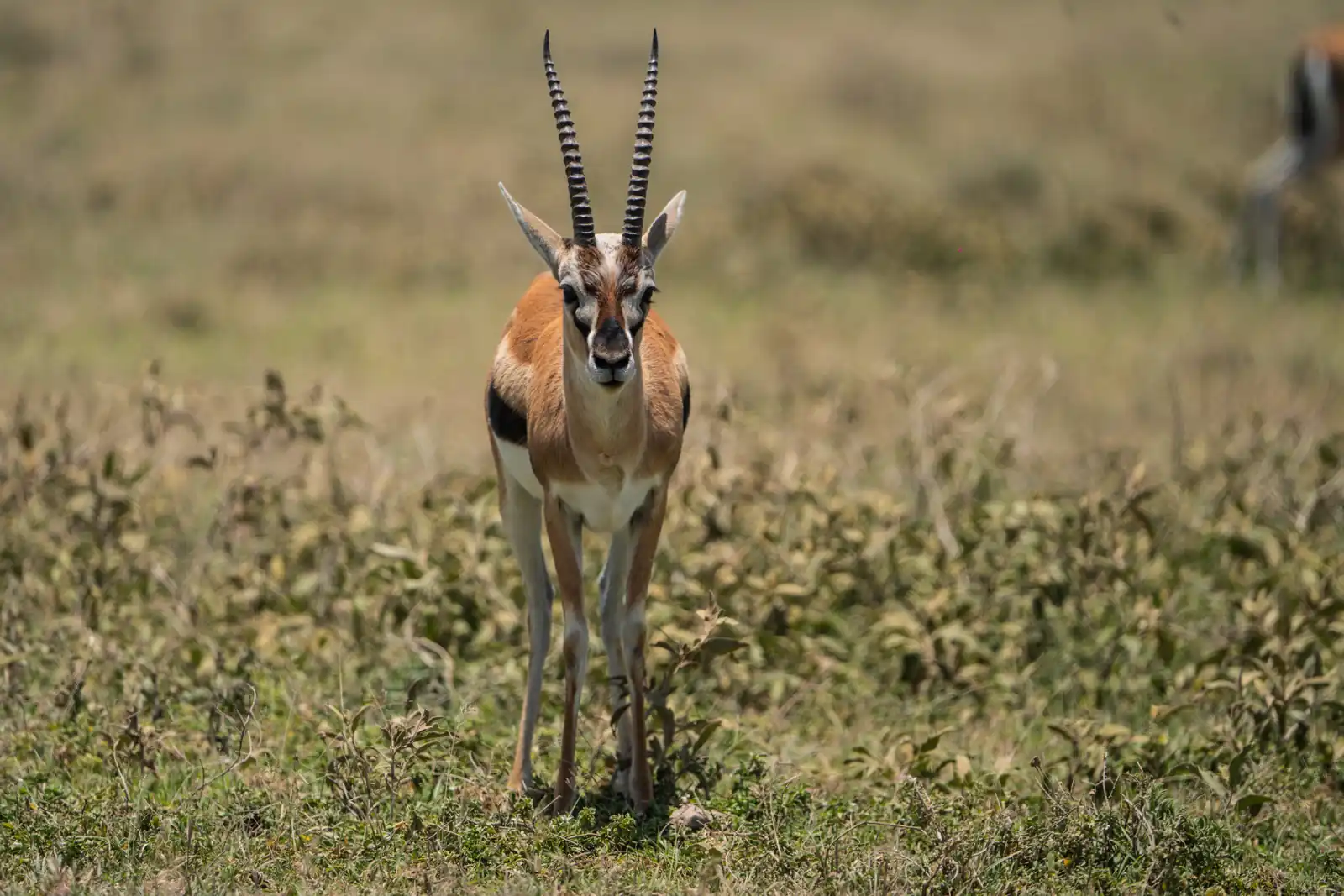 Thomson's Gazelle
