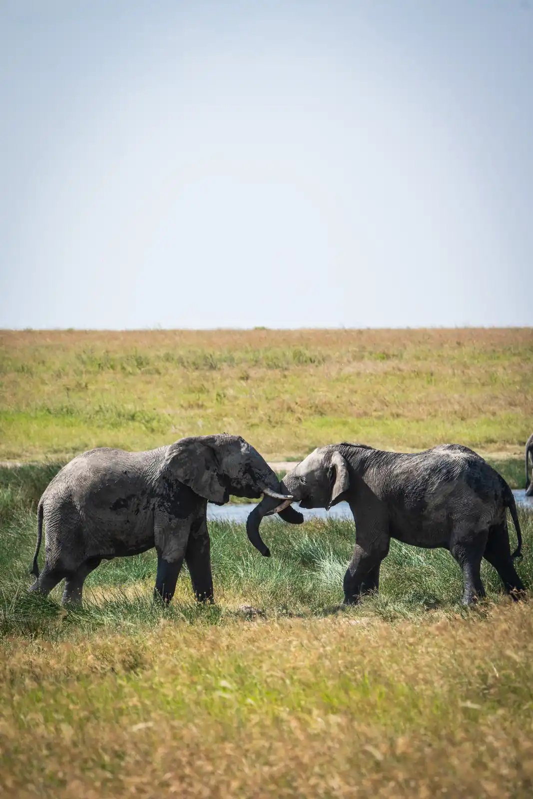 Elephants
