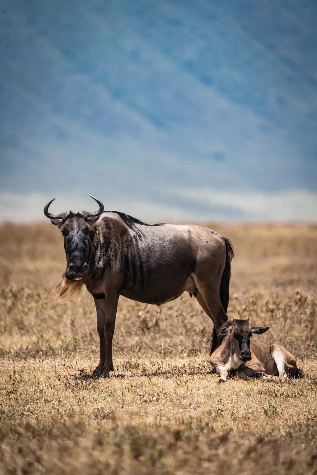 Wildbeest