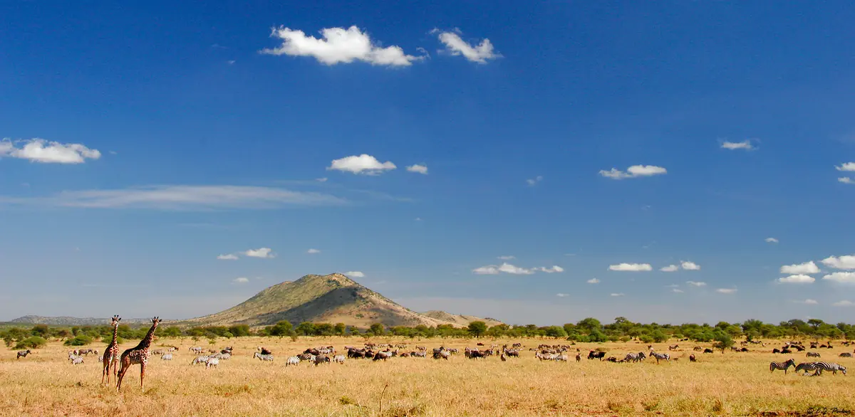 Wildlife Scape