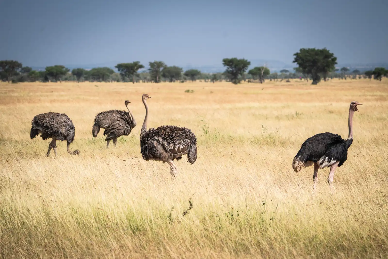 Ostriches