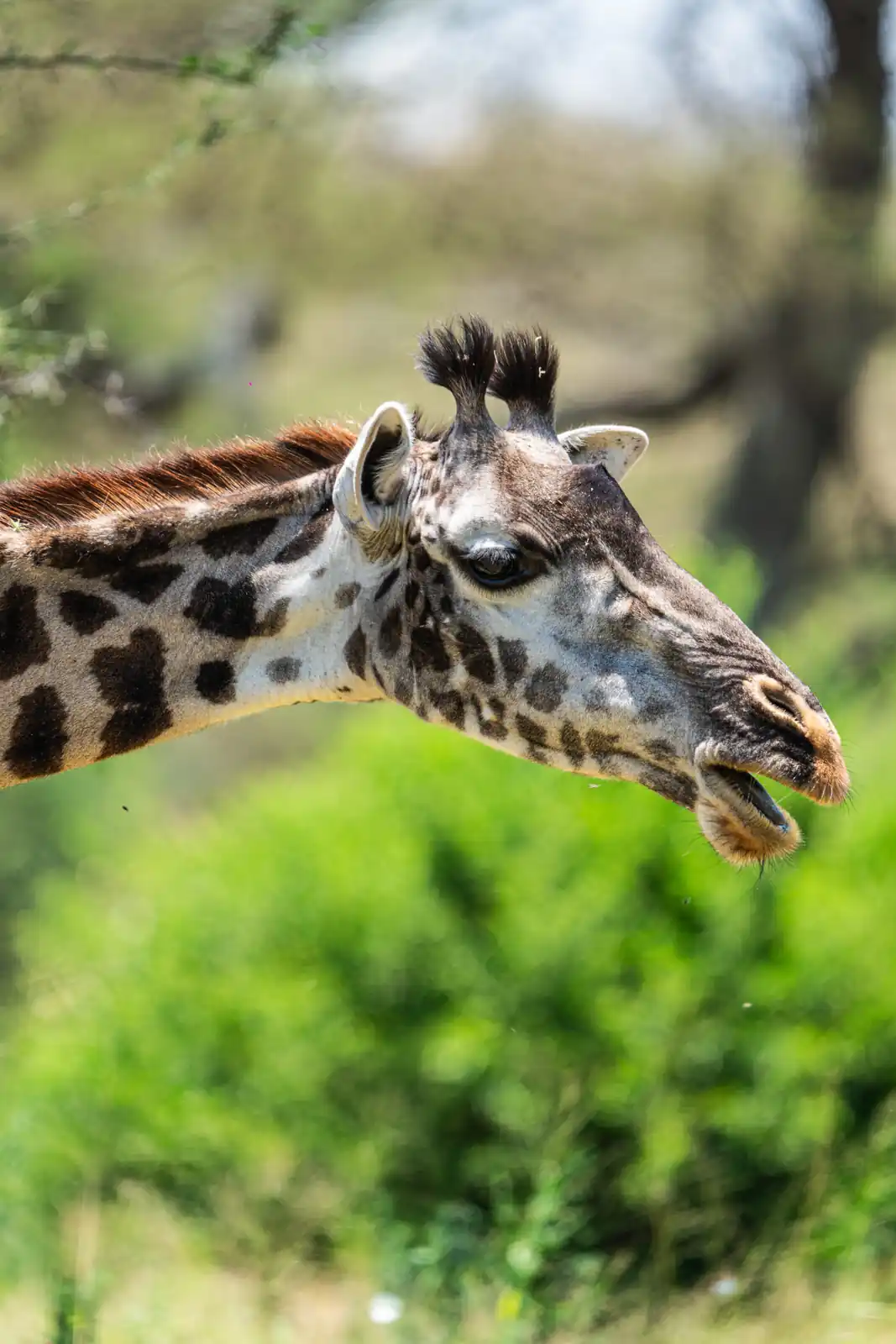 Giraffe