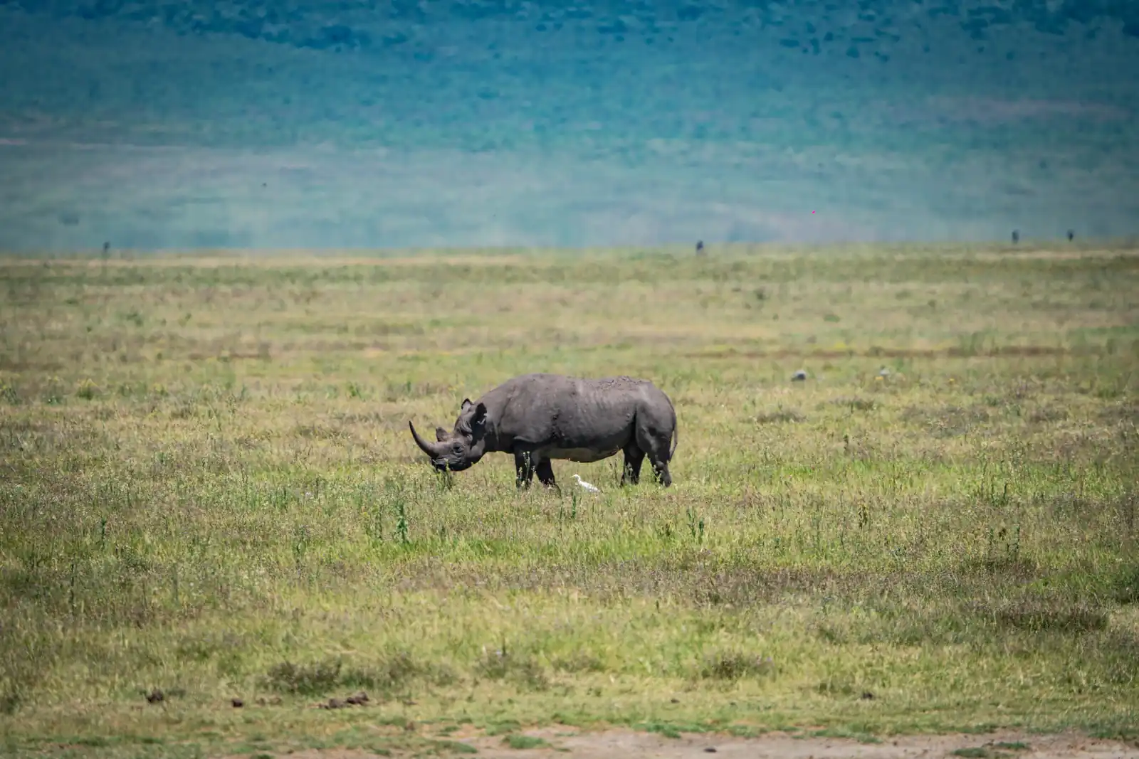 Rhino
