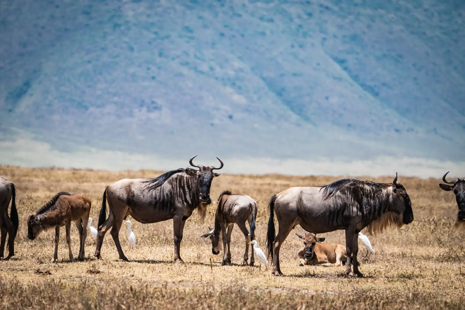 Wildebeest