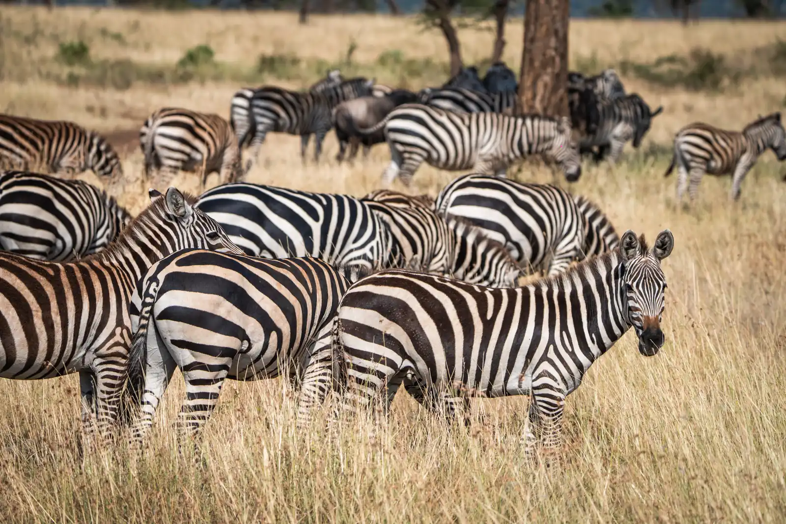 Zebras