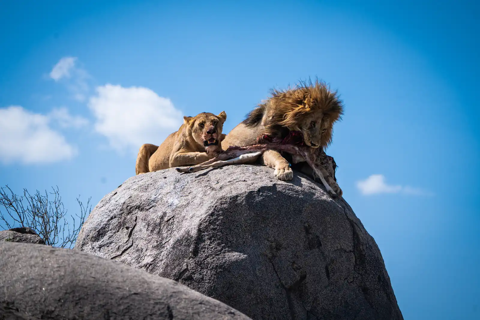 Lions