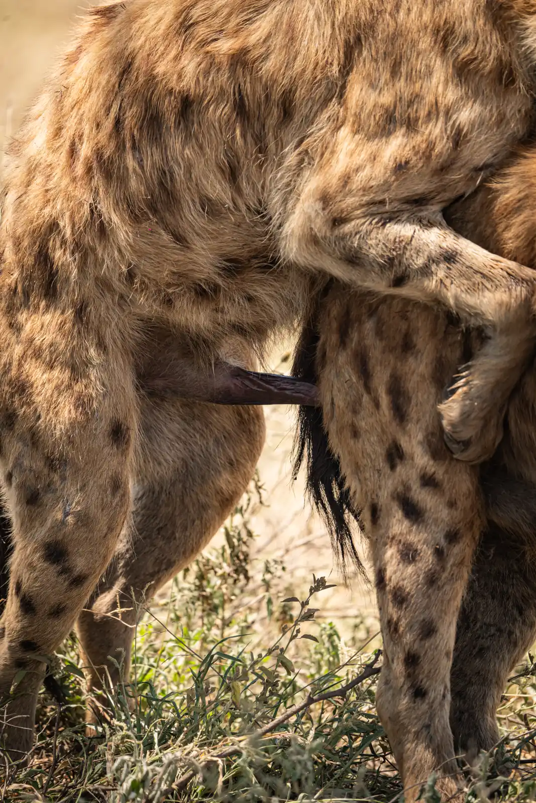 Hyenas