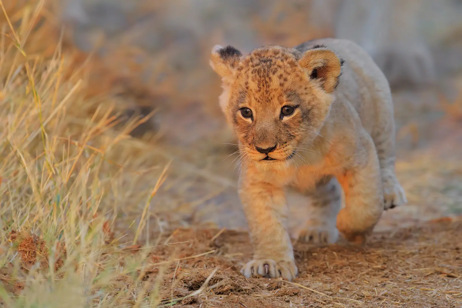 Lion Cub