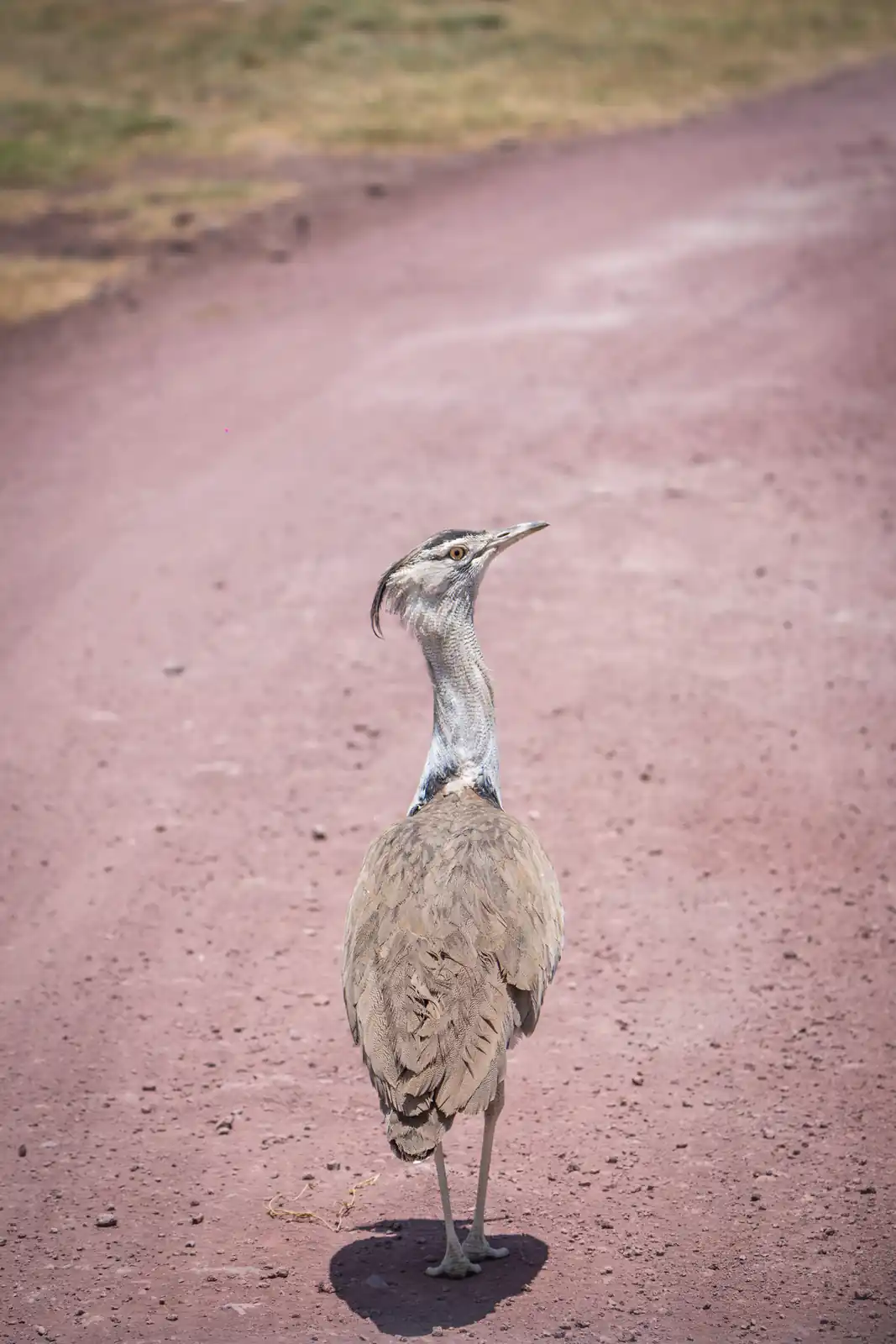Secretary Birds