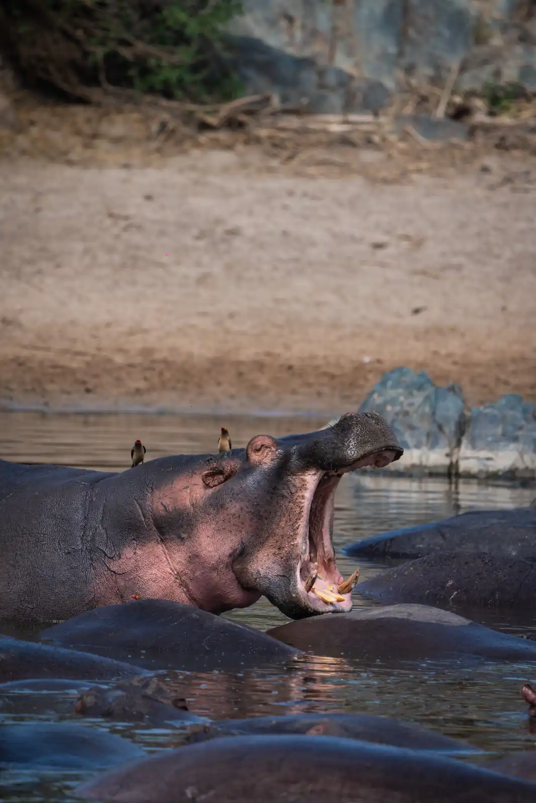 Hippopotamus