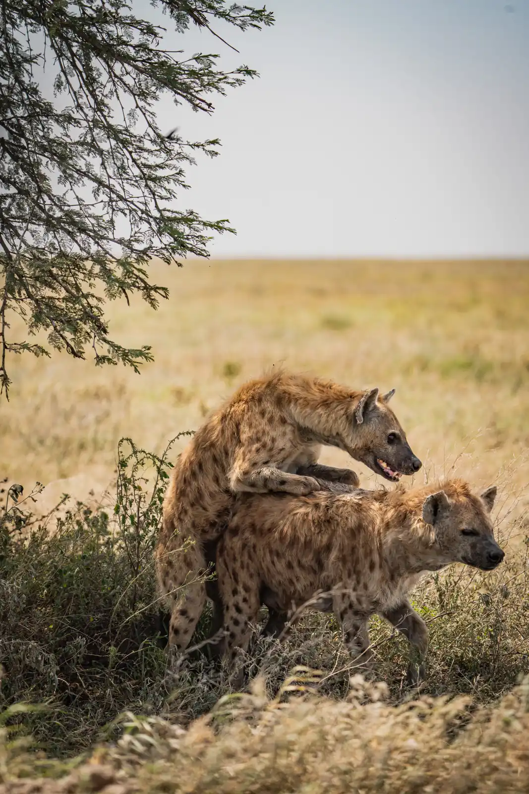 Hyena
