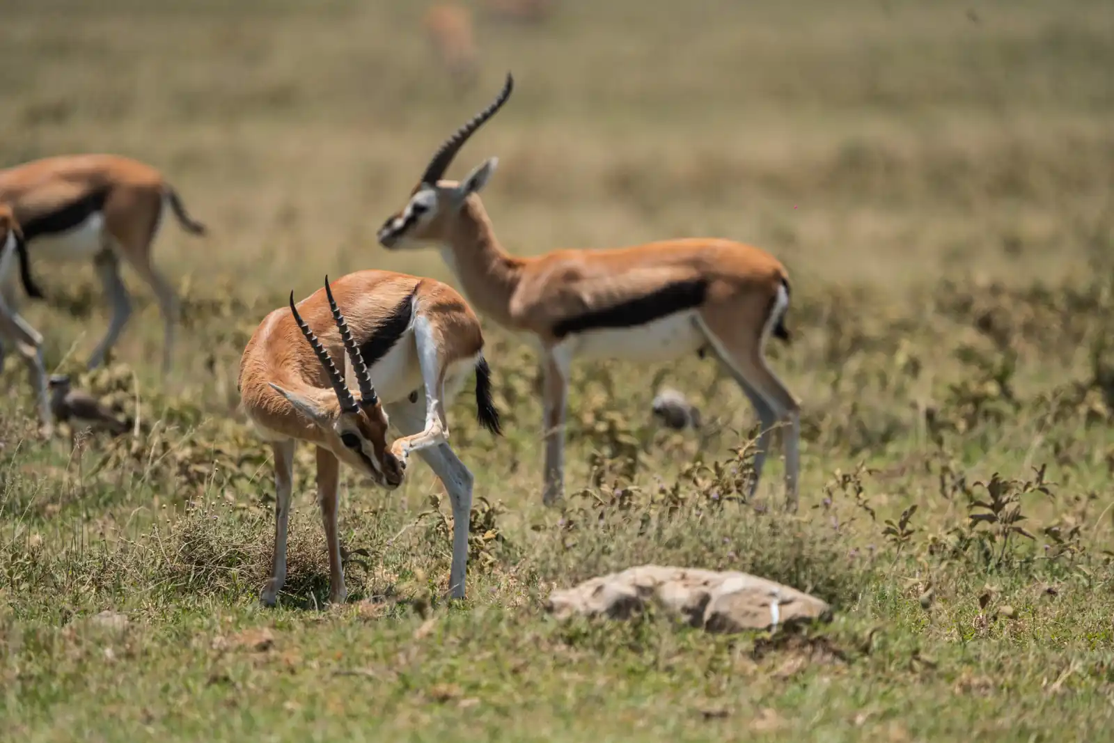 Thomson's Gazelle