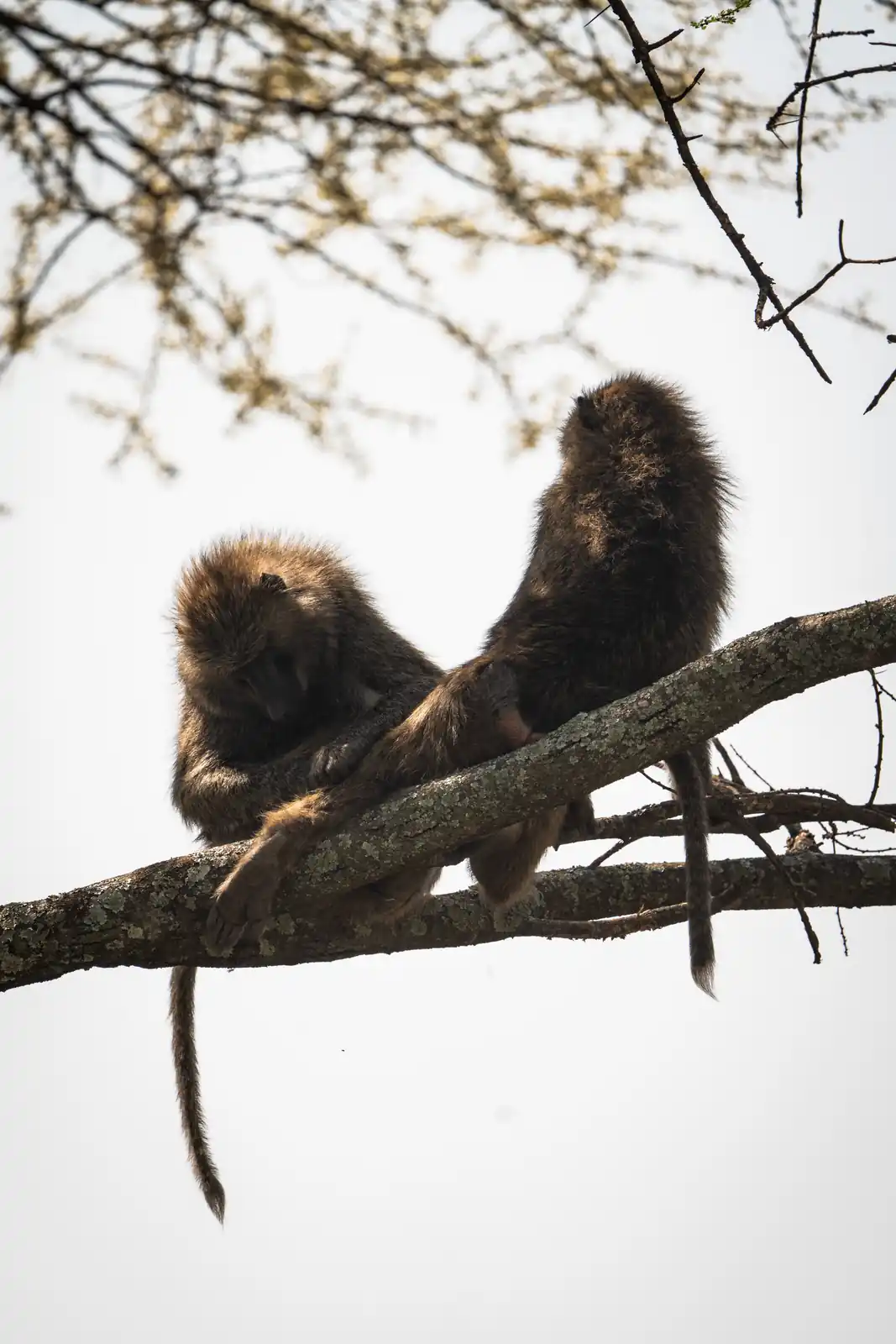 Olive Baboon