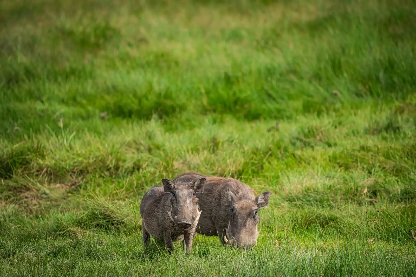 Warthogs