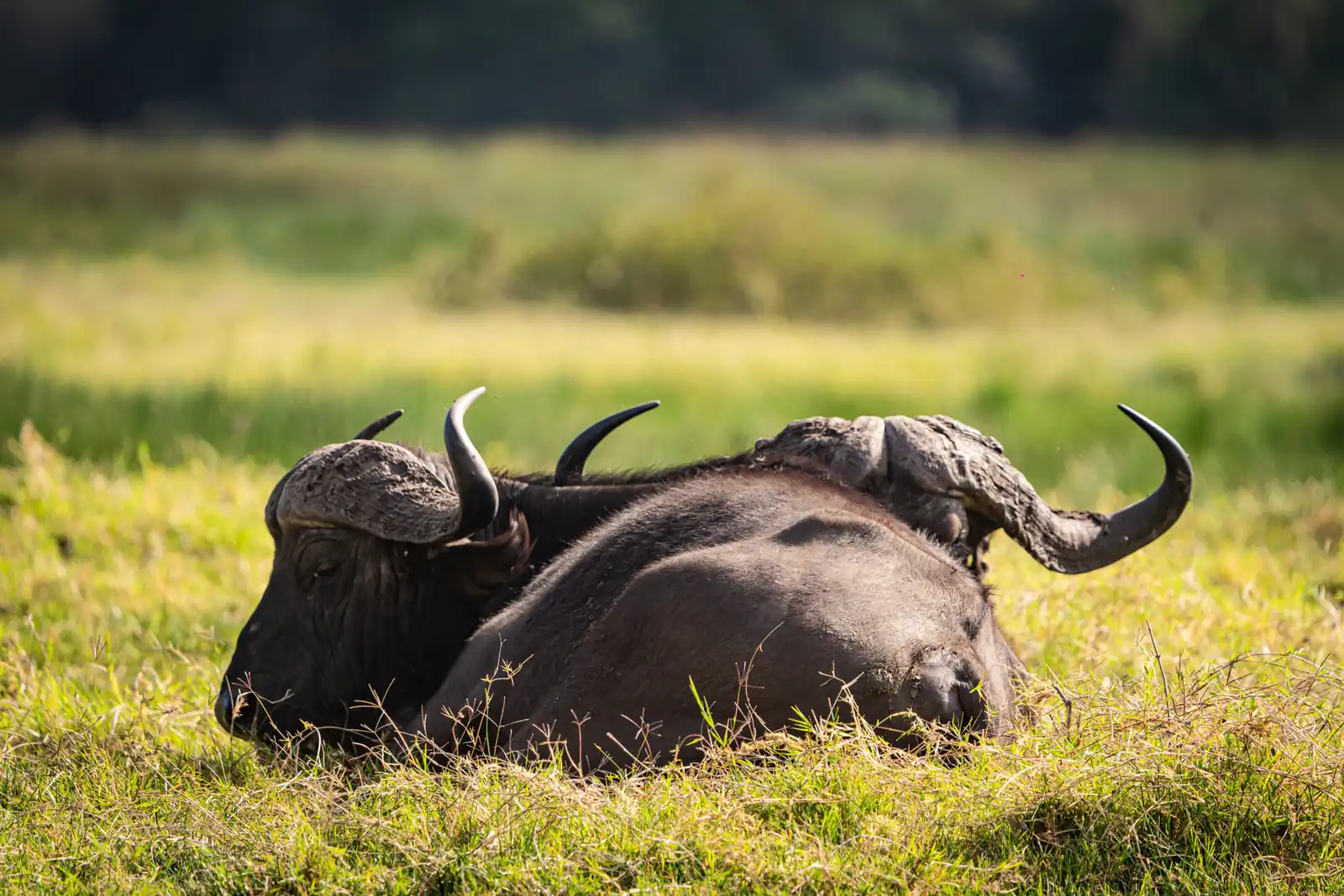 Buffalo