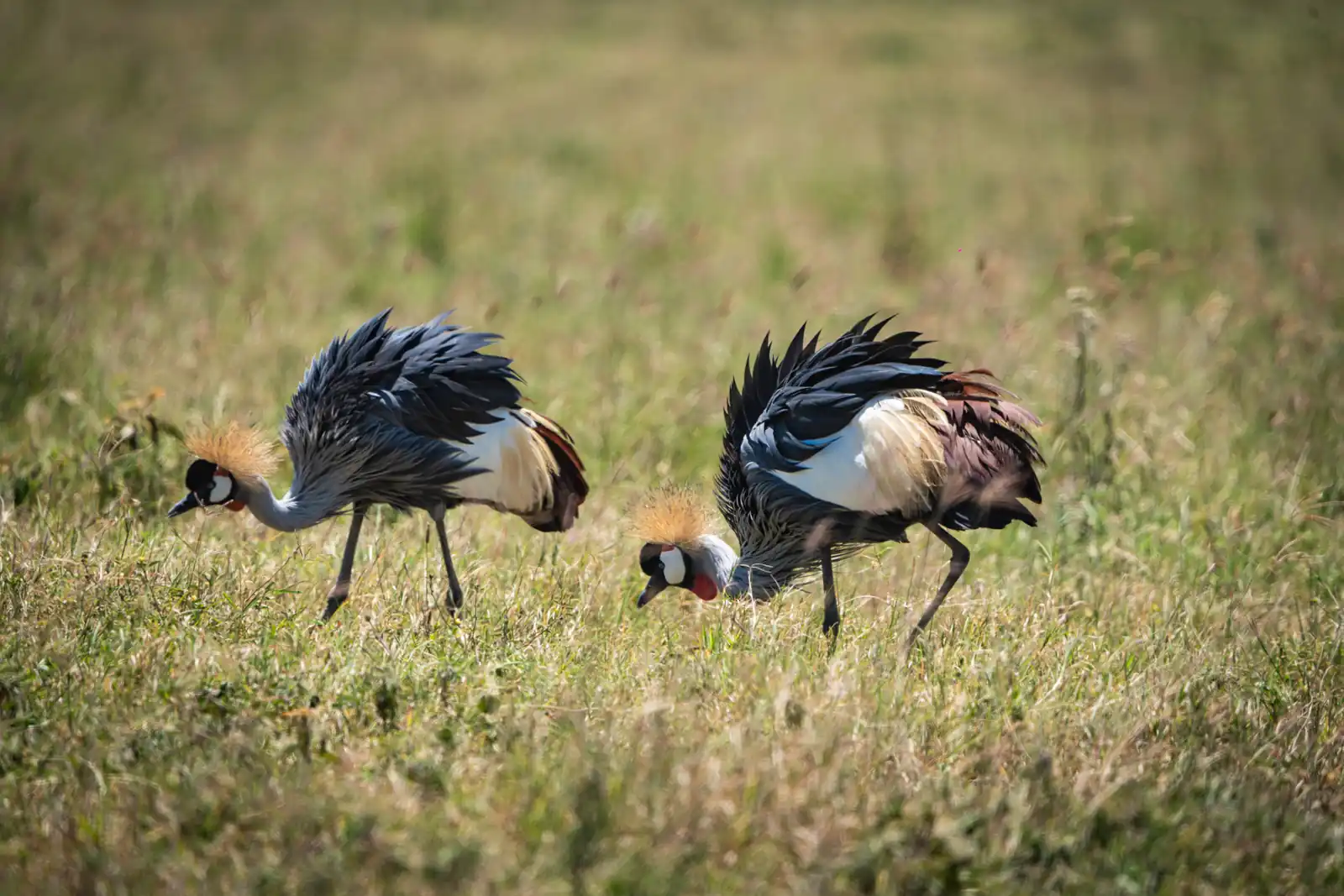 Grey Crowned Cranes