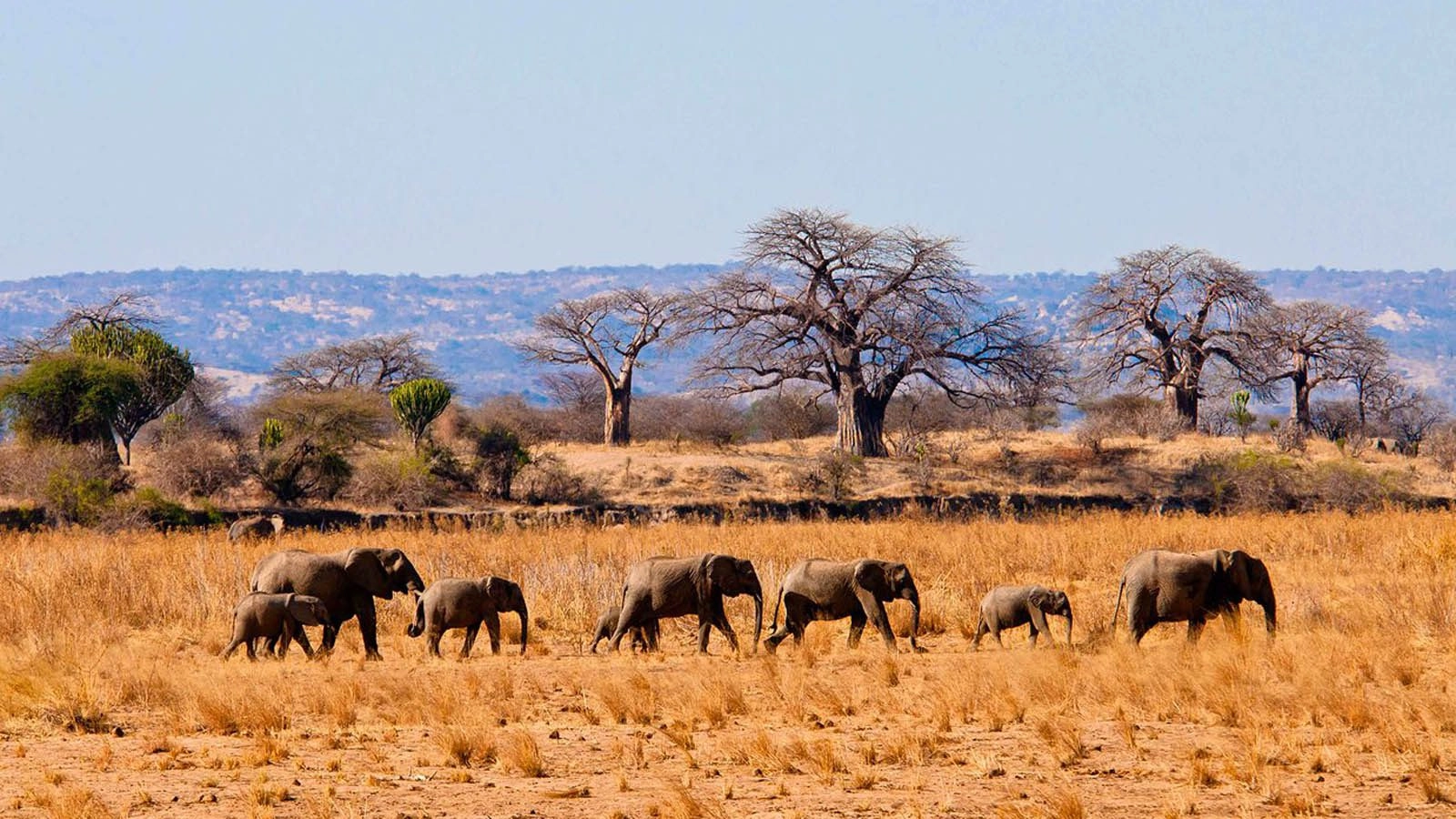4 DAYS TARANGIRE, SERENGETI AND NGORONGORO CRATER SAFARI