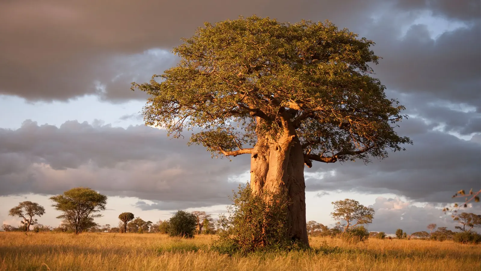 2 DAYS TARANGIRE AND NGORONGORO SAFARI
